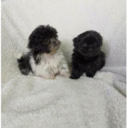 Leuke vrolijke Boomer pups kruising Shih Tzu met Maltezer