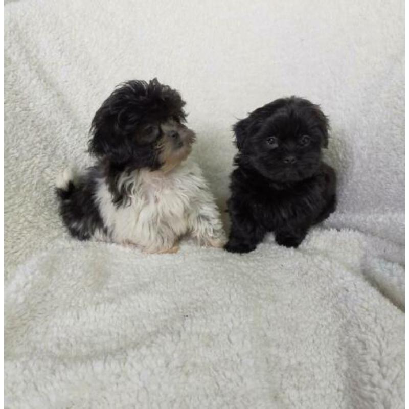 Leuke vrolijke Boomer pups kruising Shih Tzu met Maltezer