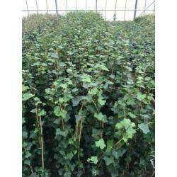 Mooie Hedera klimop klimplant schutting hekwerk afrastering