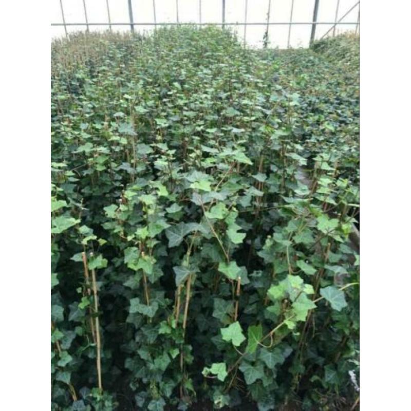 Mooie Hedera klimop klimplant schutting hekwerk afrastering