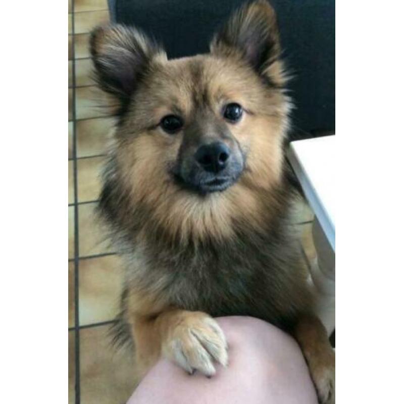 Lieve jongen zoekt huis.(Keeshond)