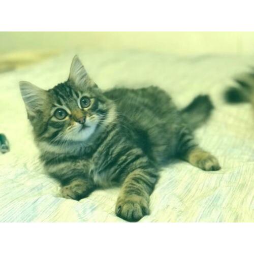 siberische kater