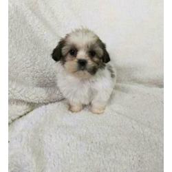 Leuke vrolijke Boomer pups kruising Shih Tzu met Maltezer