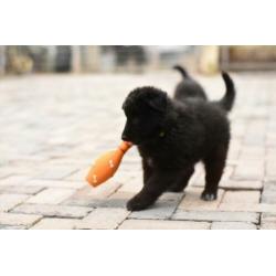 Groenendaeler pups te koop