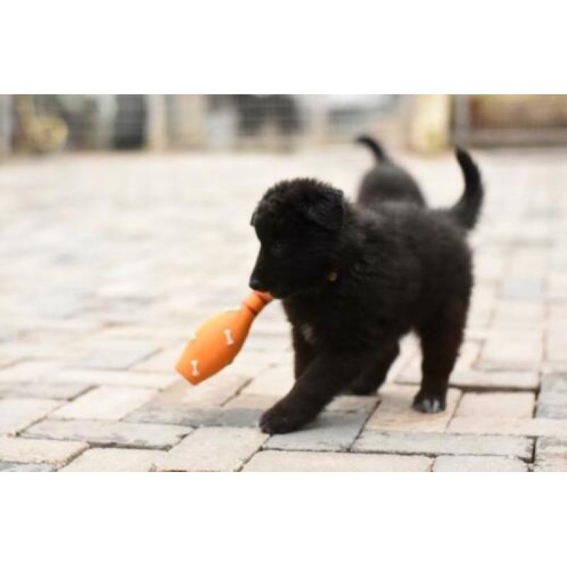 Groenendaeler pups te koop