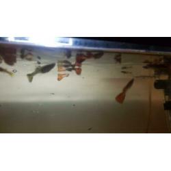 Rode mannelijk guppys