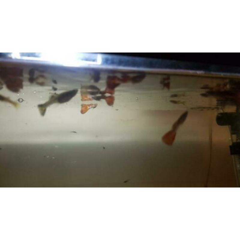 Rode mannelijk guppys