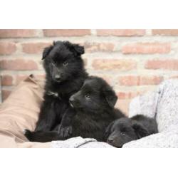 Groenendaeler pups te koop