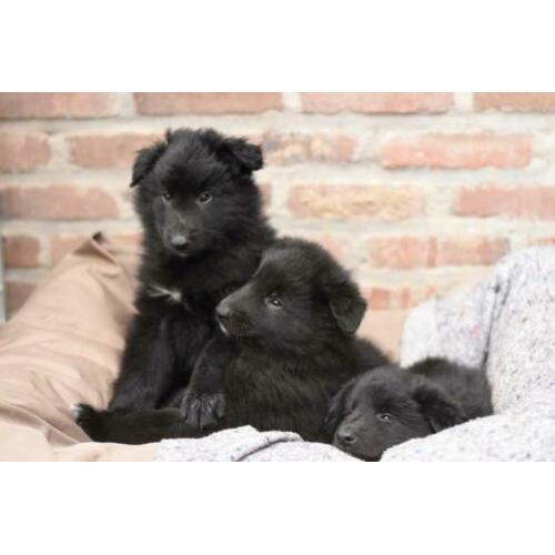 Groenendaeler pups te koop