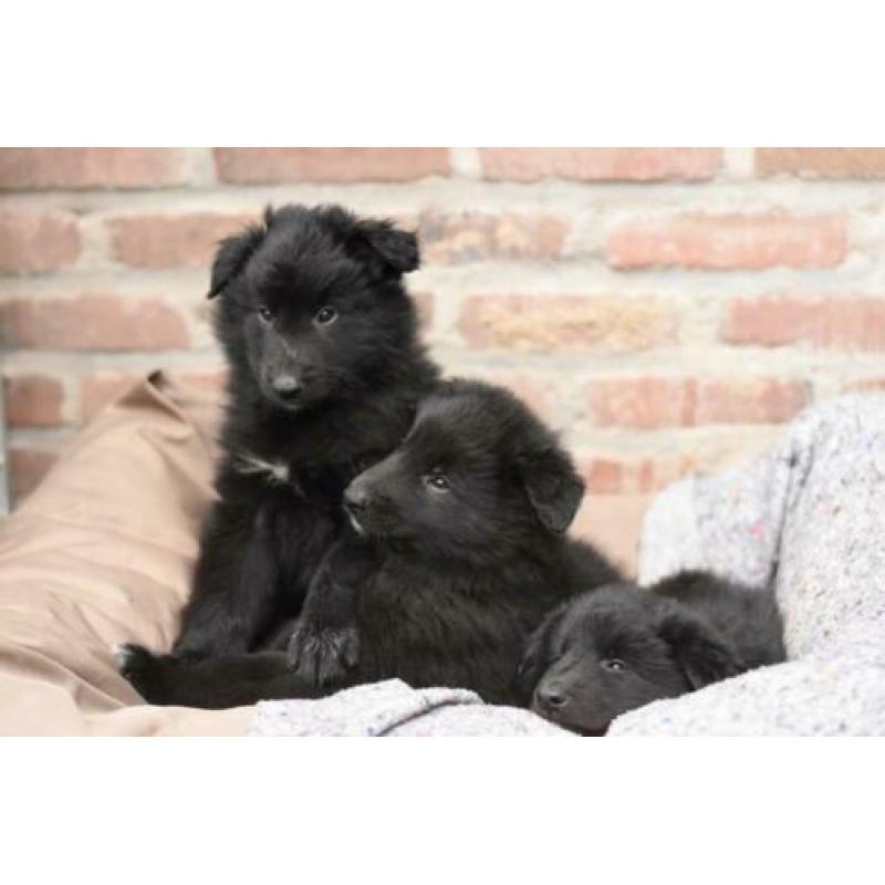 Groenendaeler pups te koop