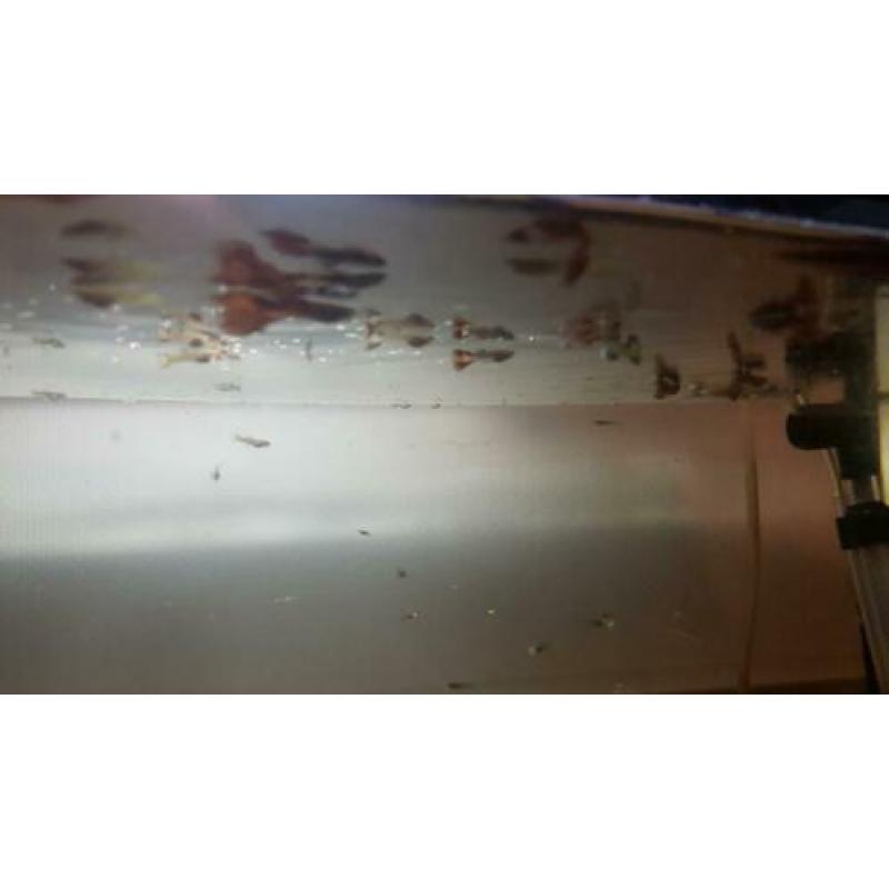 Rode mannelijk guppys
