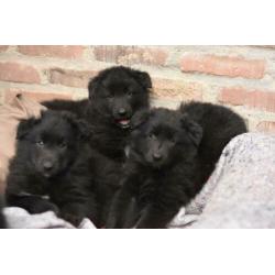 Groenendaeler pups te koop