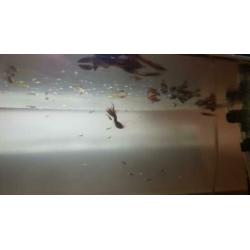 Rode mannelijk guppys