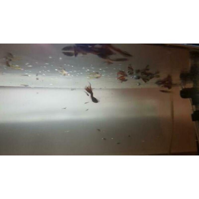 Rode mannelijk guppys