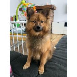 Lieve jongen zoekt huis.(Keeshond)