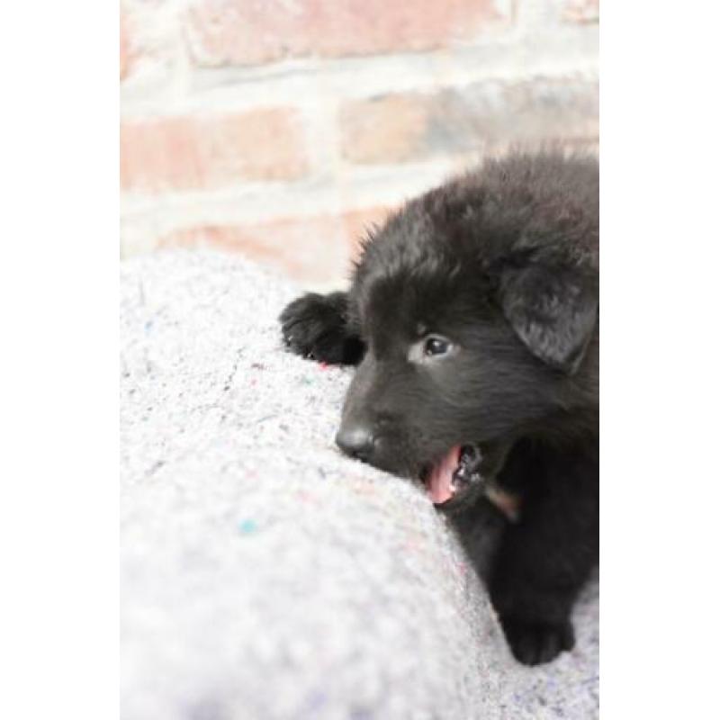 Groenendaeler pups te koop