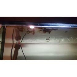 Rode mannelijk guppys