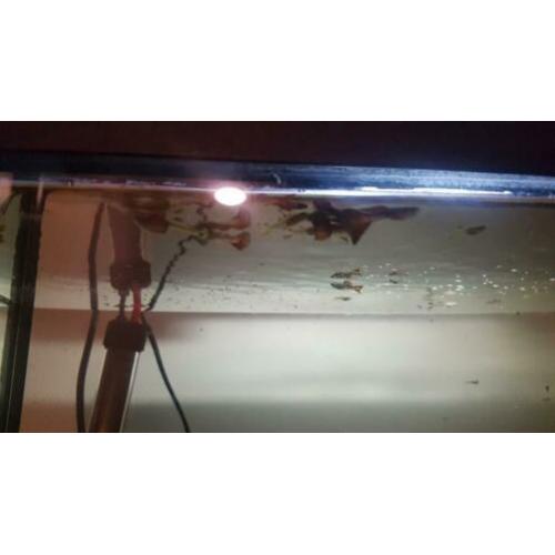 Rode mannelijk guppys