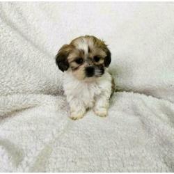 Leuke vrolijke Boomer pups kruising Shih Tzu met Maltezer