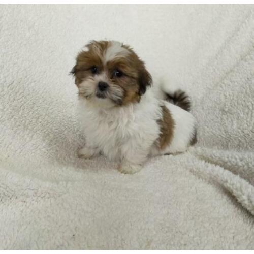 Leuke vrolijke Boomer pups kruising Shih Tzu met Maltezer
