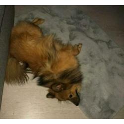 Lieve jongen zoekt huis.(Keeshond)