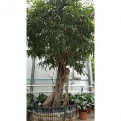 Ficus Maclellandii 'alii' - Jungle Boom 540-550cm art23766
