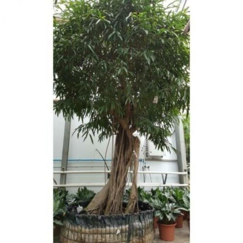 Ficus Maclellandii 'alii' - Jungle Boom 540-550cm art23766