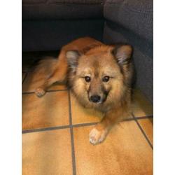Lieve jongen zoekt huis.(Keeshond)