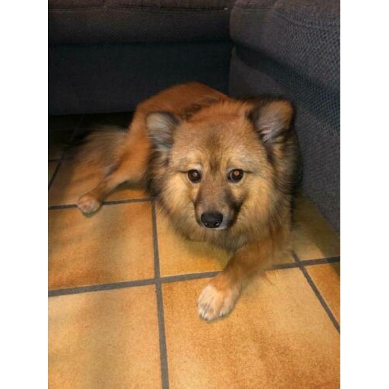 Lieve jongen zoekt huis.(Keeshond)