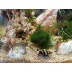 Aquarium nano Dennerle 10 L