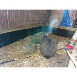 Mooie blauwe kleurdwerg voedster.