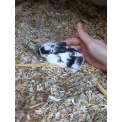 Te koop super lieve nhd x rex voedster