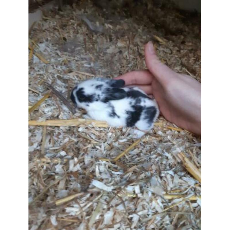 Te koop super lieve nhd x rex voedster