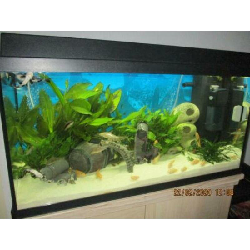 Juwel aquarium primo 110 L is 10 maanden oud compleet