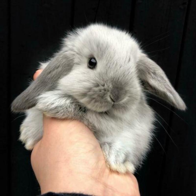 Nederlandse Hangoordwergen (NHD) - BramsRabbits
