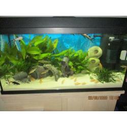 Juwel aquarium primo 110 L is 10 maanden oud compleet