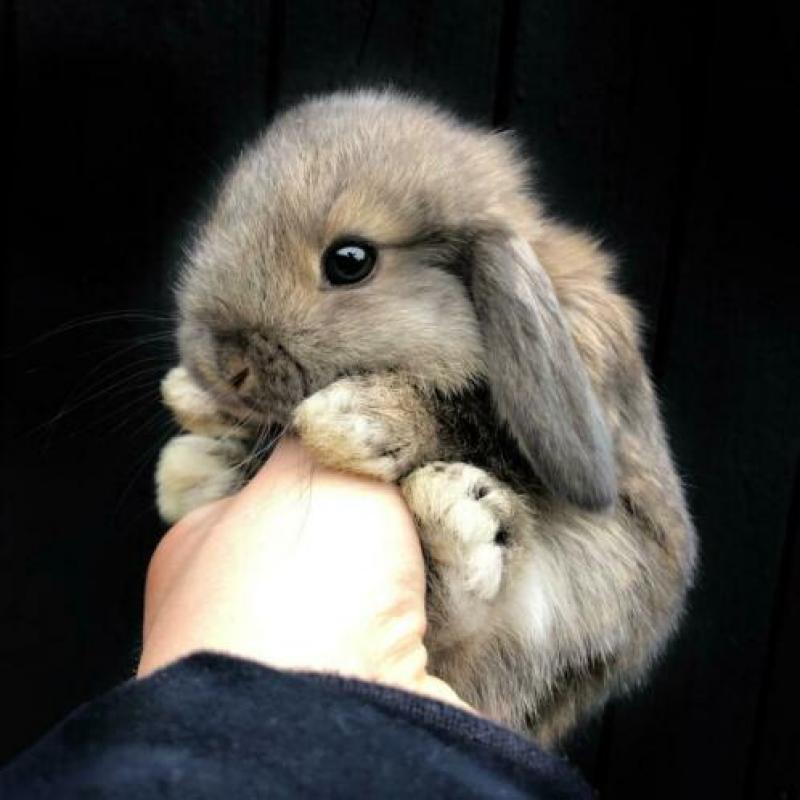 Nederlandse Hangoordwergen (NHD) - BramsRabbits
