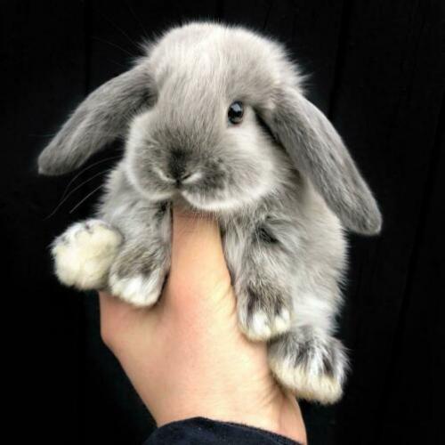 Nederlandse Hangoordwergen (NHD) - BramsRabbits