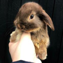 Nederlandse Hangoordwergen (NHD) - BramsRabbits