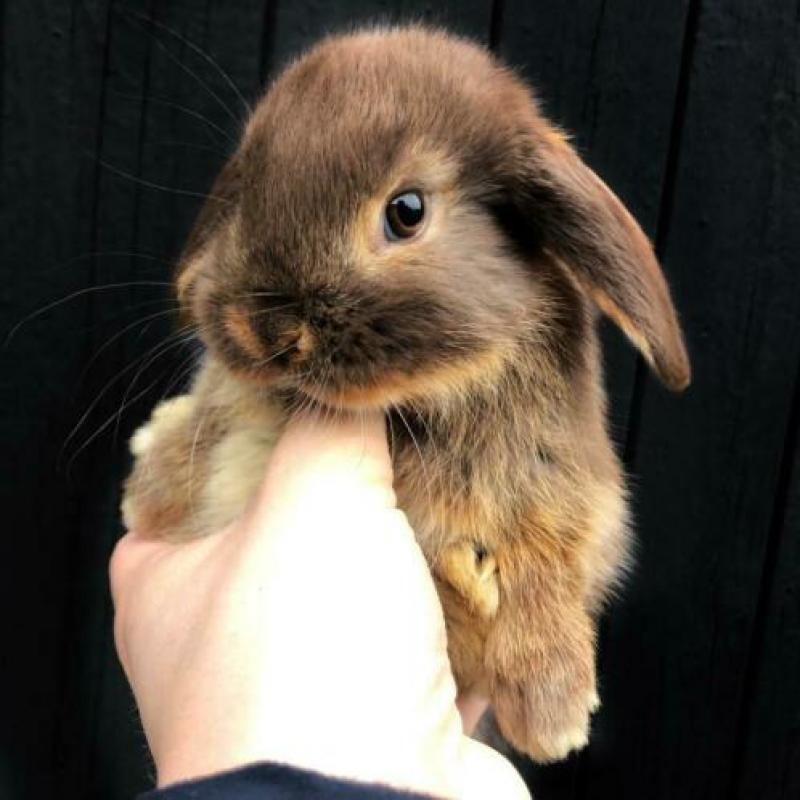 Nederlandse Hangoordwergen (NHD) - BramsRabbits