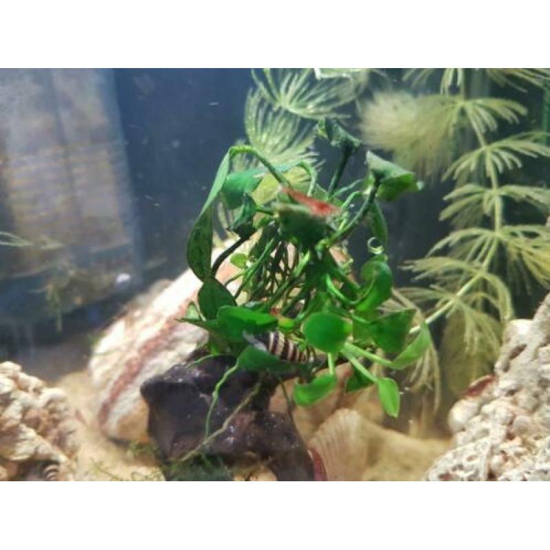Aquarium nano Dennerle 10 L