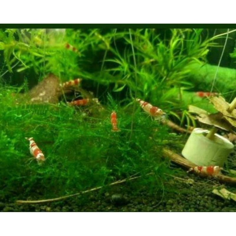 Crysyal Red Garnalen