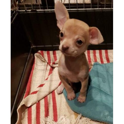 Chihuahua X Boomer pupje, reutje korthaar!