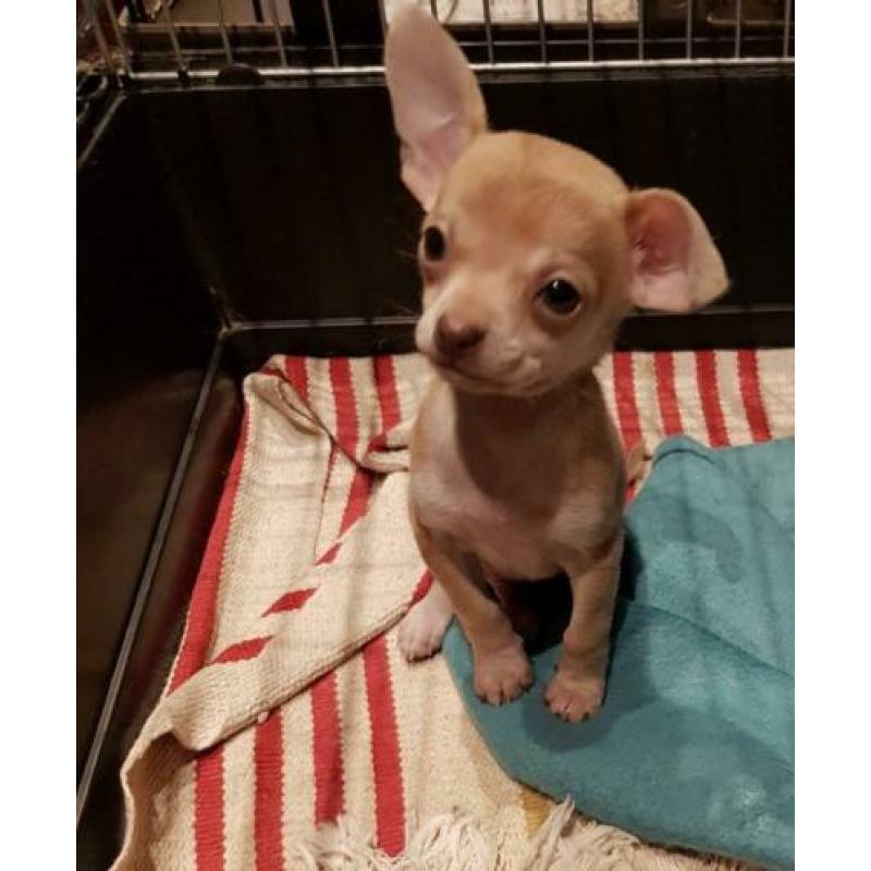 Chihuahua X Boomer pupje, reutje korthaar!