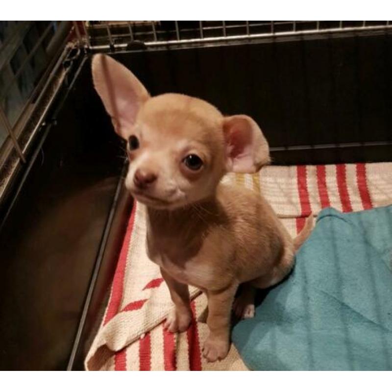 Chihuahua X Boomer pupje, reutje korthaar!