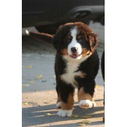 Berner Sennen pups prachtig gebouwd