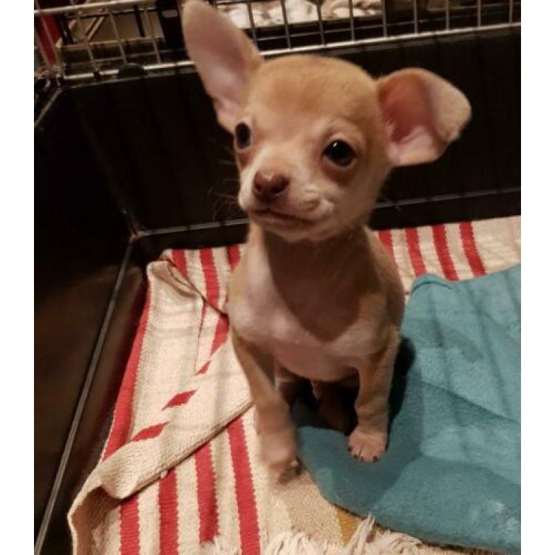 Chihuahua X Boomer pupje, reutje korthaar!