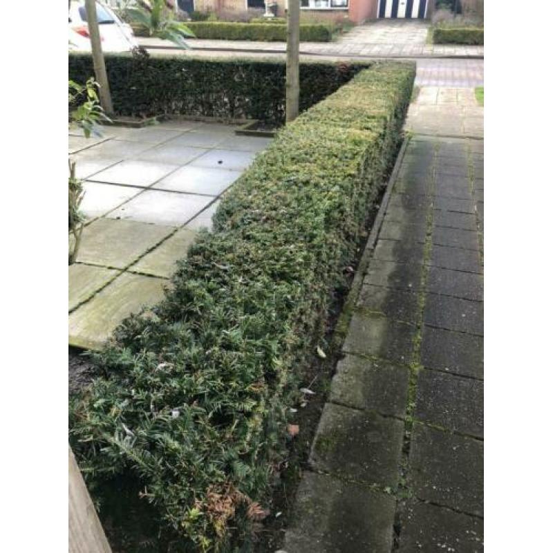 Leilinde, vlinderstruik, taxus en coniferen