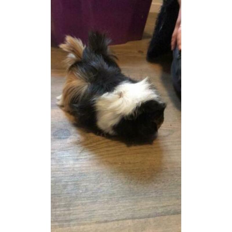 Zeugjes cavia van ca 6 maanden oud
