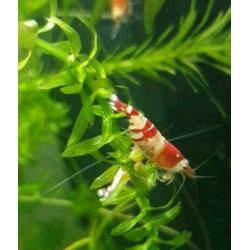 Crysyal Red Garnalen